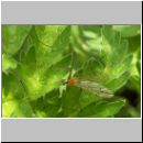 Limoniidae sp - Stelzmuecke 01d.jpg